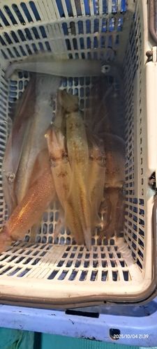 ケンサキイカの釣果