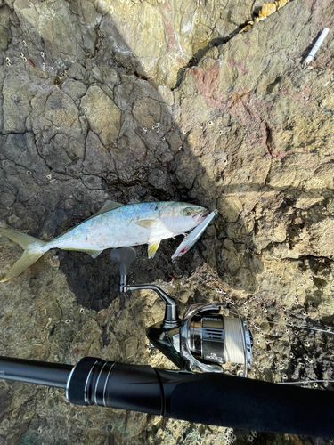 ワカシの釣果