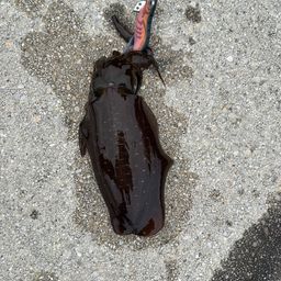 アオリイカ