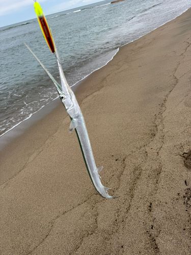 雄物川河口