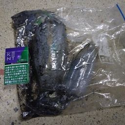 アオリイカ