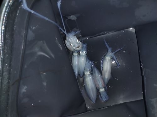 マメイカの釣果