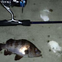 メバル