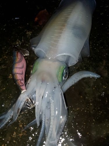 アオリイカの釣果
