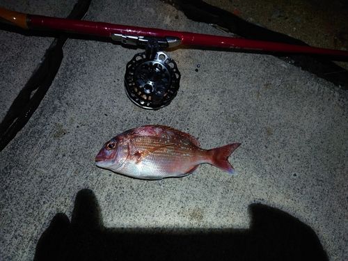 チャリコの釣果