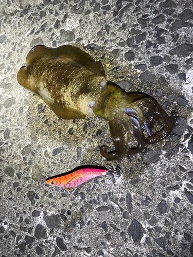 アオリイカの釣果