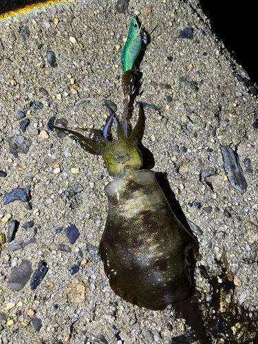アオリイカの釣果