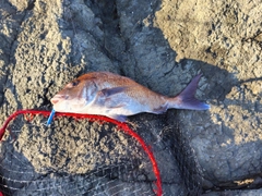 タイの釣果