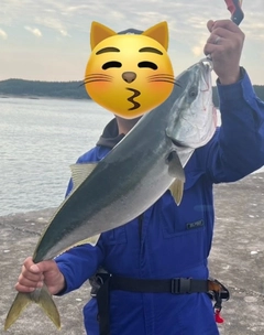 ブリの釣果