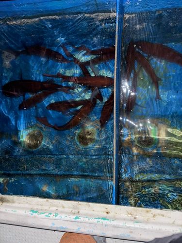 タイの釣果