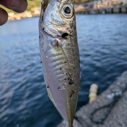アジ