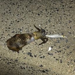 アオリイカ