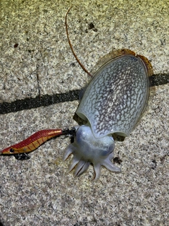 シリヤケイカの釣果