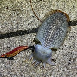 シリヤケイカ