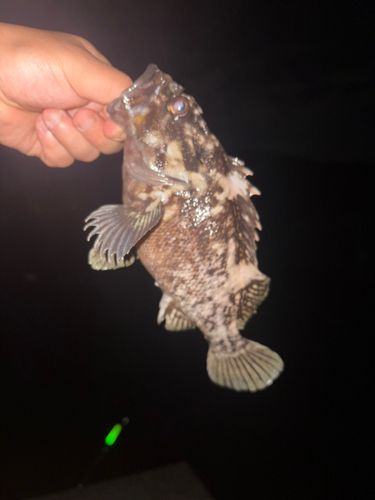 ソイの釣果