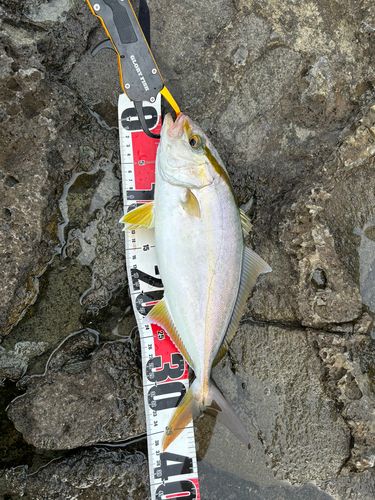 秋目湾