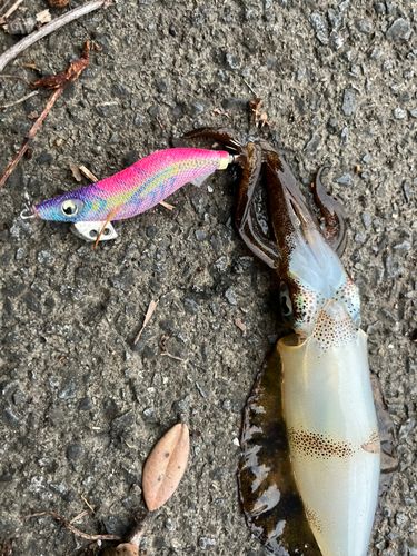 アオリイカの釣果