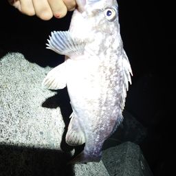 クロソイ