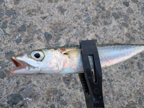 サバの釣果