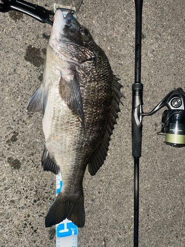 チヌの釣果