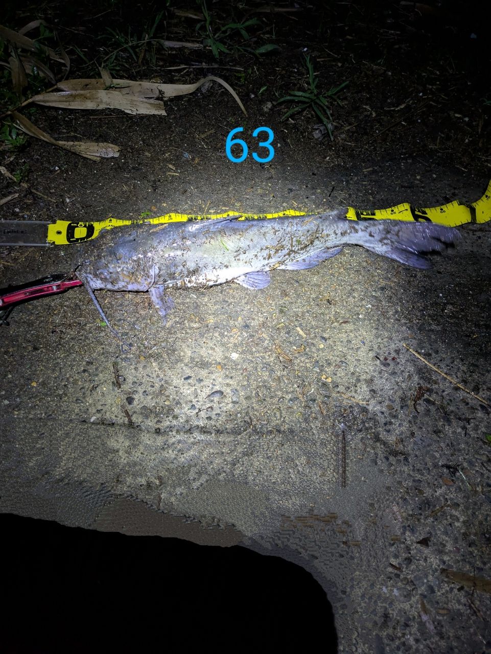 アメリカナマズ