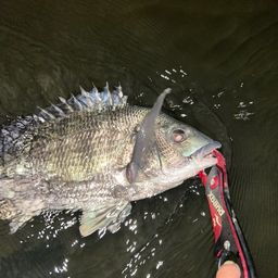 クロダイ