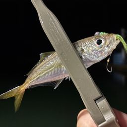 アジ