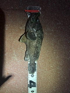 クロソイの釣果