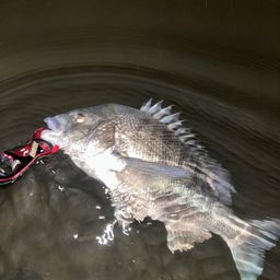 クロダイ