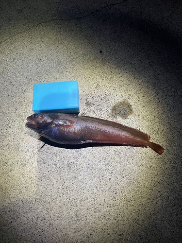 ドンコの釣果