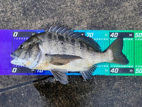 チヌの釣果