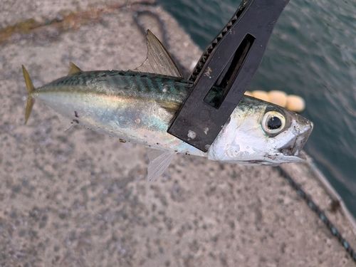 サバの釣果
