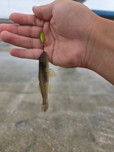 ハゼの釣果