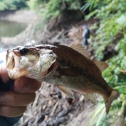 ブラックバス