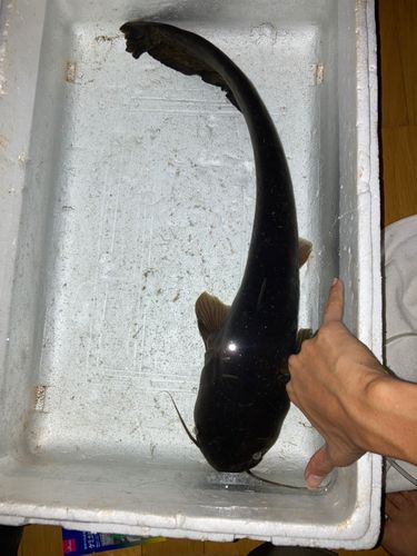 ニホンナマズの釣果
