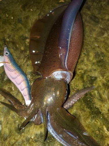 アオリイカの釣果