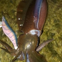 アオリイカ