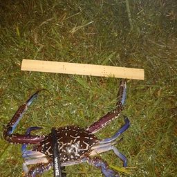 タイワンガザミ