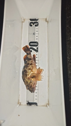 ガシラの釣果