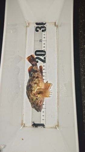 伊勢湾湾奥