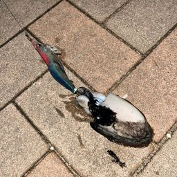 モンゴウイカ