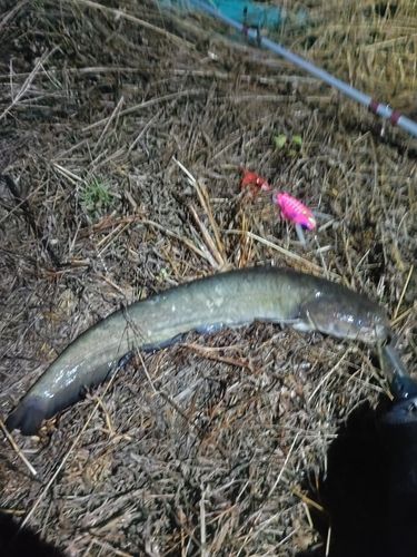ナマズの釣果