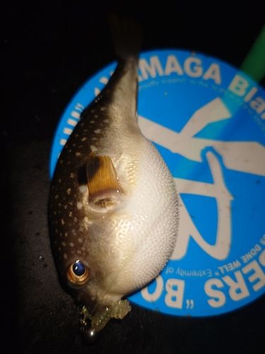 フグの釣果