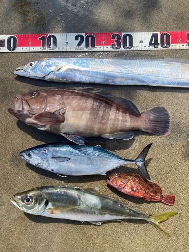 タチウオの釣果