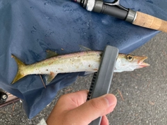 カマスの釣果