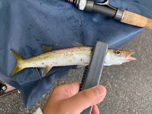 カマスの釣果