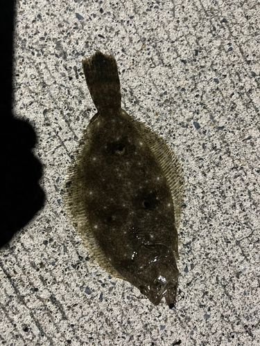 ソゲの釣果
