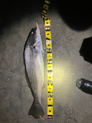 オオニベの釣果