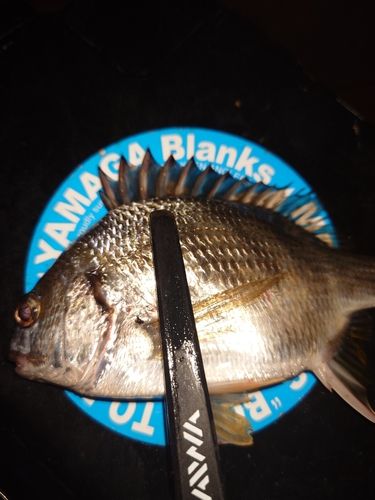 キビレの釣果