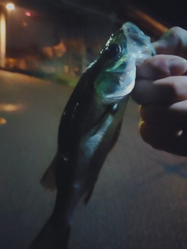 セイゴ（ヒラスズキ）の釣果